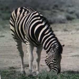 Meet your Posher, Brooks